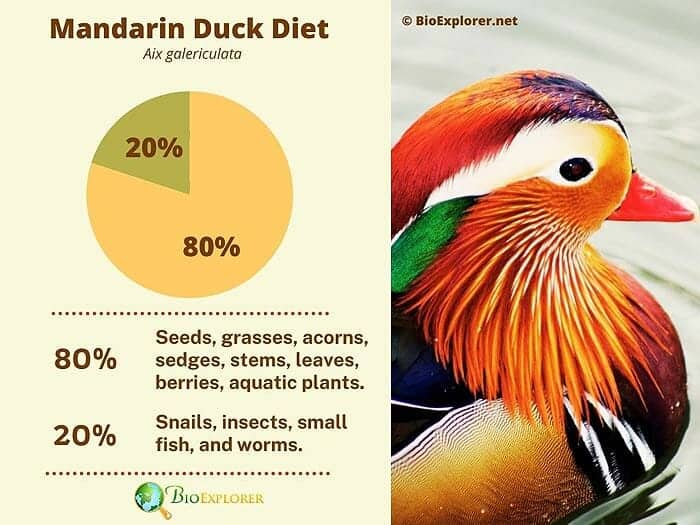 What Do Mandarin Ducks Eat?