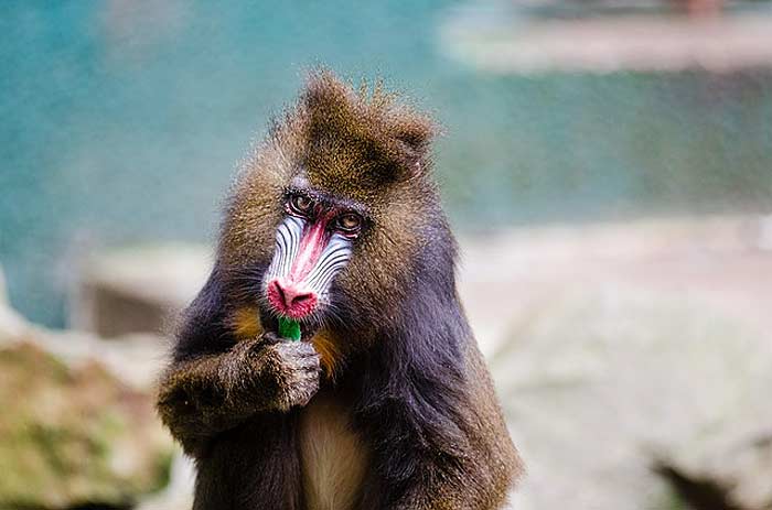 What do Mandrills eat?