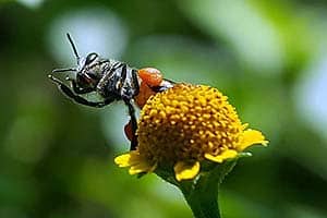 What Do Masked Bees Eat?