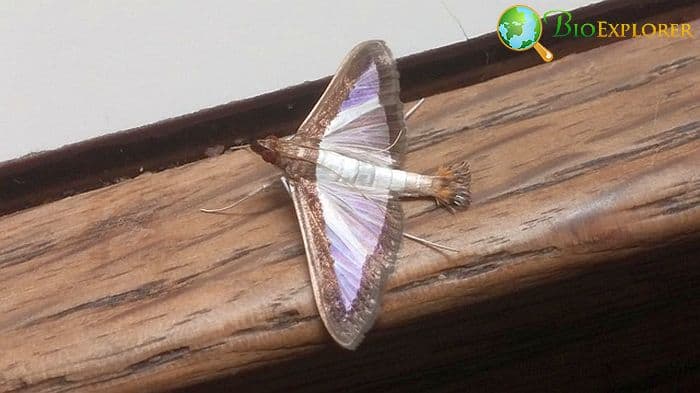 What Do Melonworm Moths Eat?