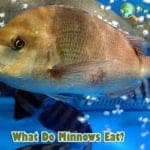 What Do Minnows Eat?