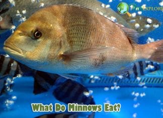 What Do Minnows Eat?