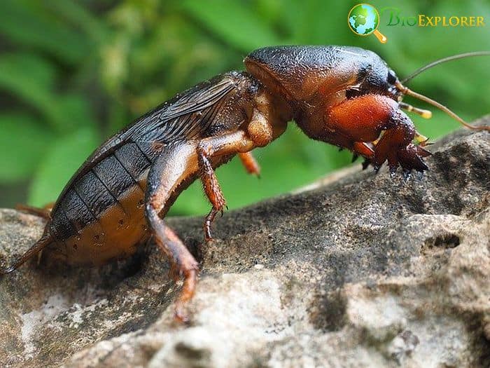 What Do Mole Crickets Eat?