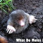 what do moles eat?