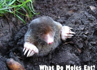 what do moles eat?