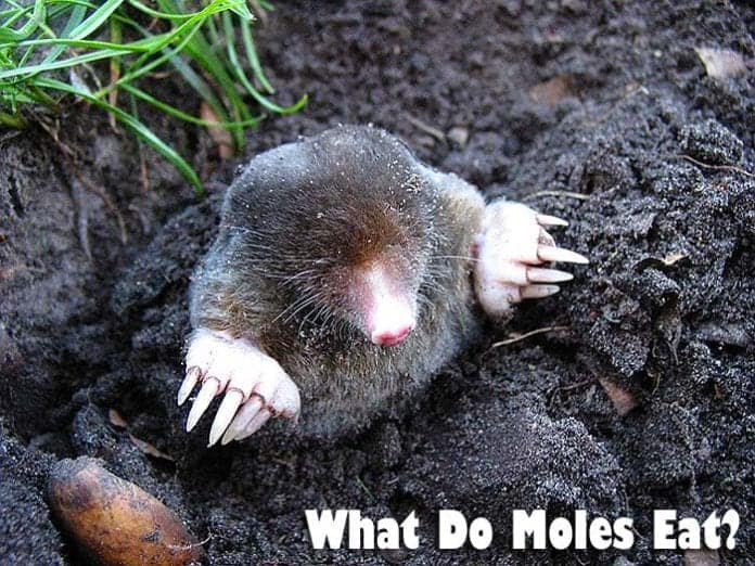 what do moles eat?