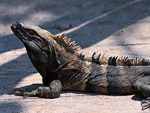 what do monitor lizards eat?