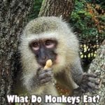 What do monkeys eat?