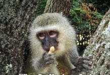 What do monkeys eat?