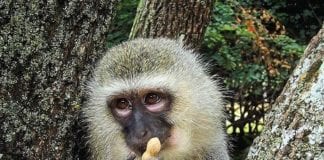 What do monkeys eat?