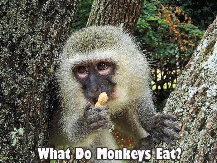 What do monkeys eat?