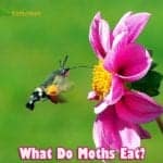 What Do Moths Eat?