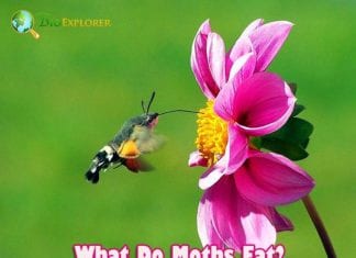 What Do Moths Eat?