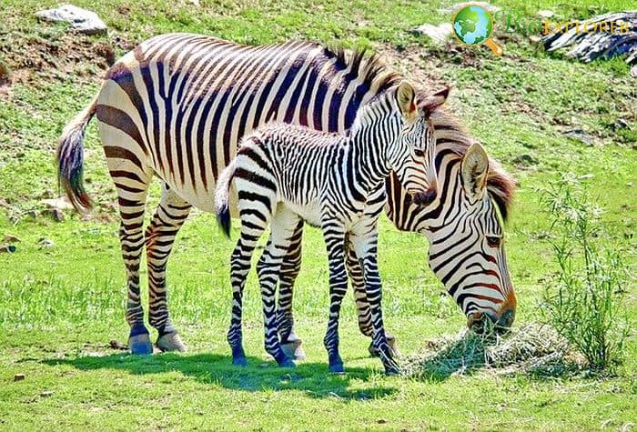 What Do Mountain Zebras Eat?