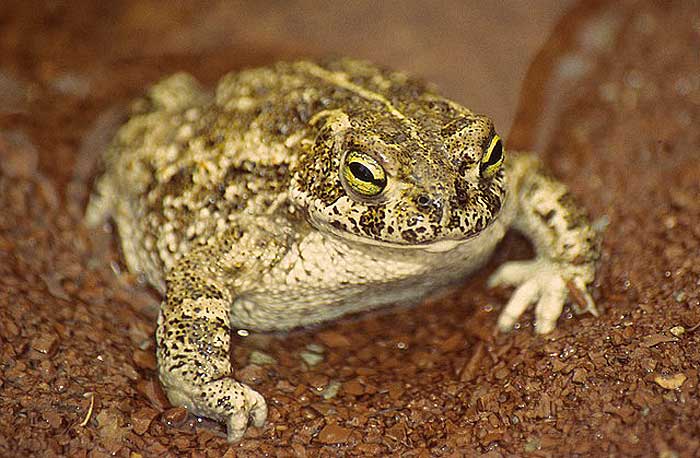 What do Natterjack toads eat?