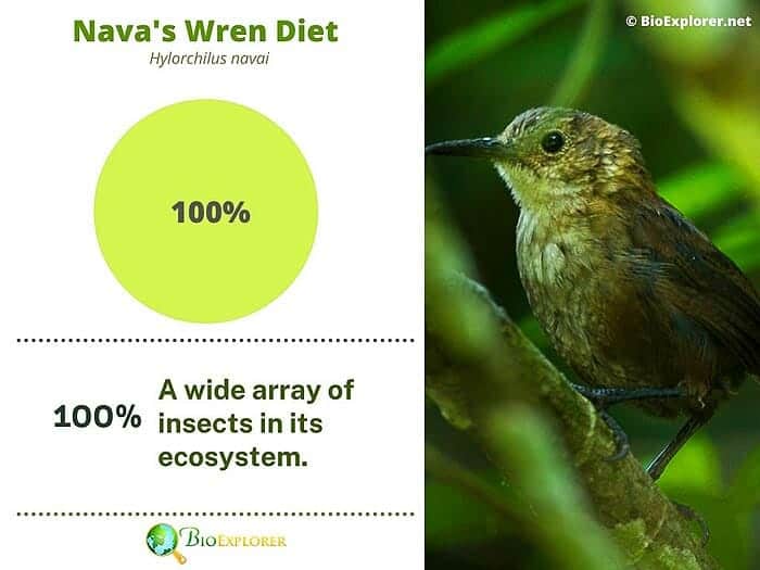 What Do Navas Wrens Eat?