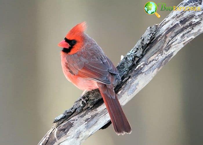 What Do Northern Cardinals Eat?