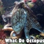 what do octopuses eat?