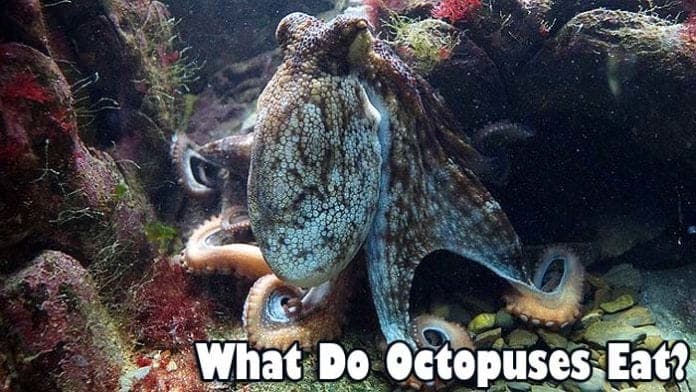 what do octopuses eat?