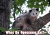 What Do Opossums Eat?