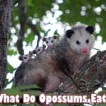 What Do Opossums Eat?