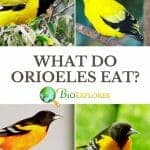 What Do Orioles Eat?