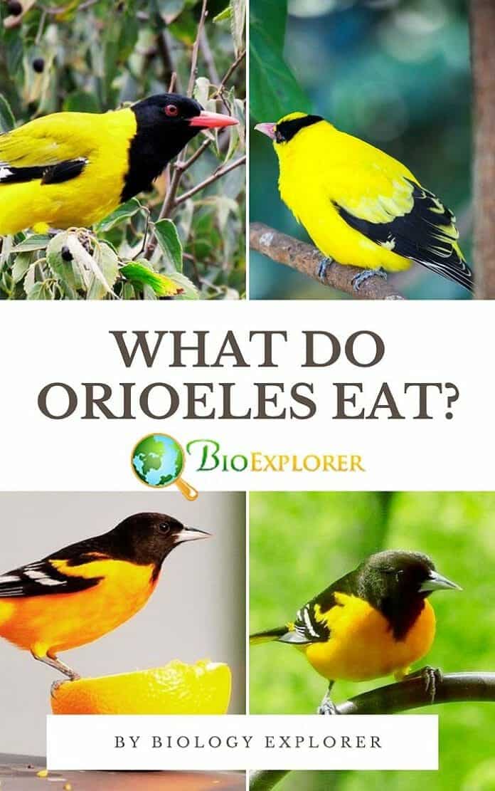 What Do Orioles Eat?