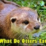 What Do Otters Eat?