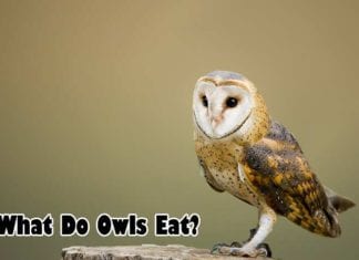 What do owls eat?