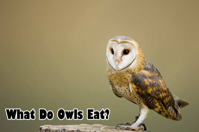 What do owls eat?