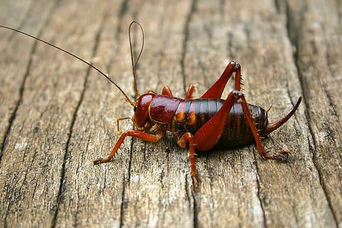 What Do Parktown Prawn Crickets Eat?