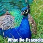 What do peacocks eat?