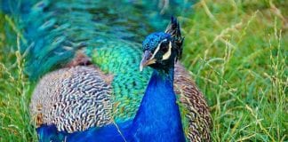 What do peacocks eat?