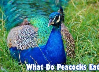 What do peacocks eat?