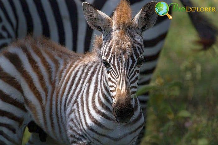 What Do Plains Zebras Eat?