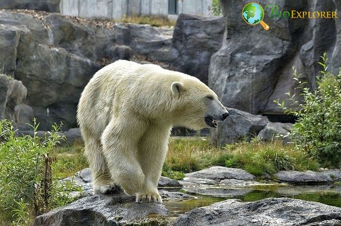 What Do Polar Bears Eat?