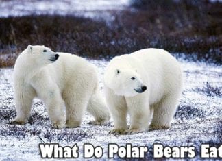 what do polar bears eat?