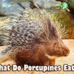 What Do Porcupines Eat?