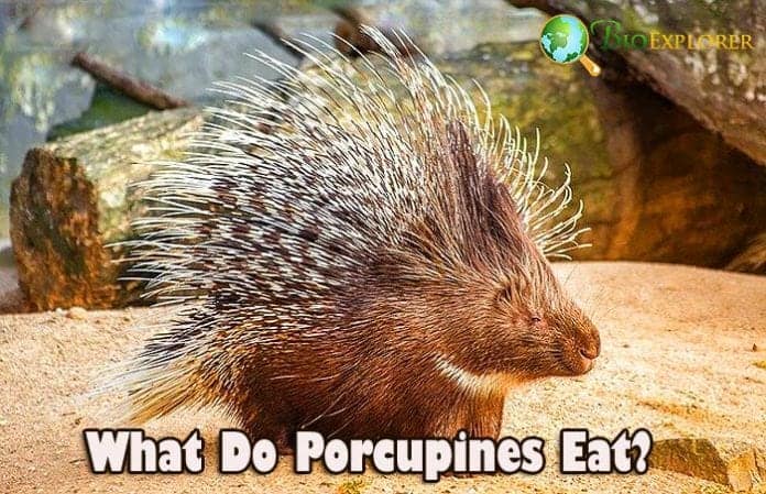 What Do Porcupines Eat?