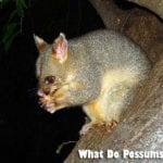 what do possums eat?