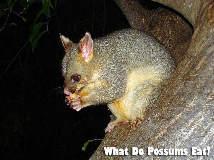 what do possums eat?