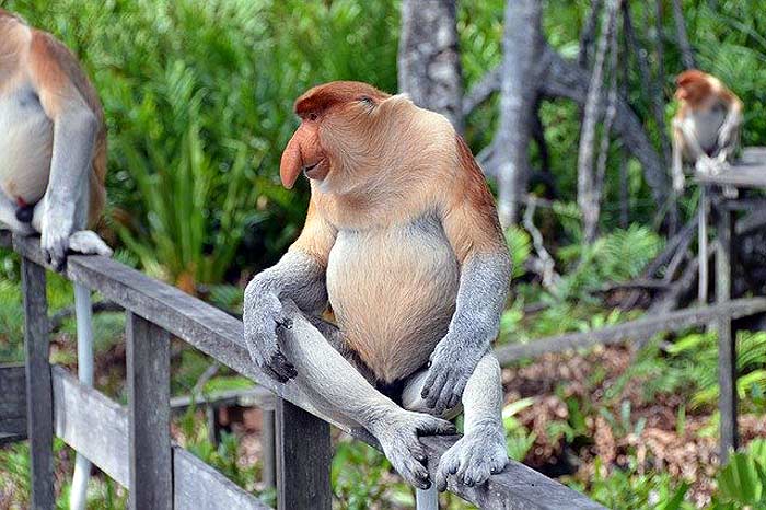 What do proboscis monkeys eat?