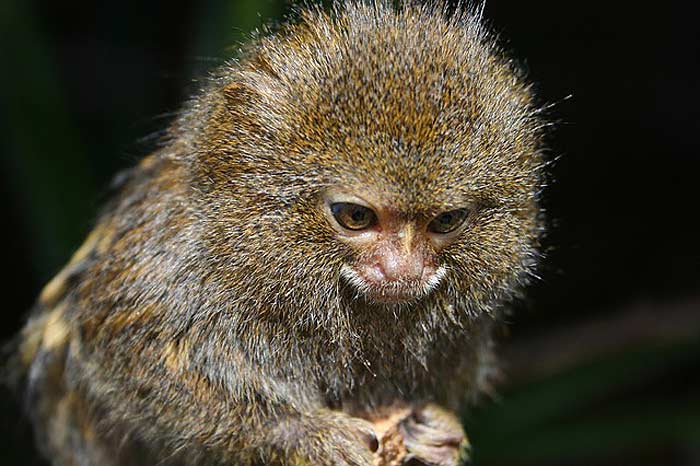 What do pygmy marmosets eat?