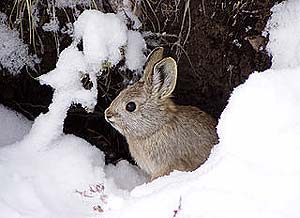 what do pygmy rabbits eat?