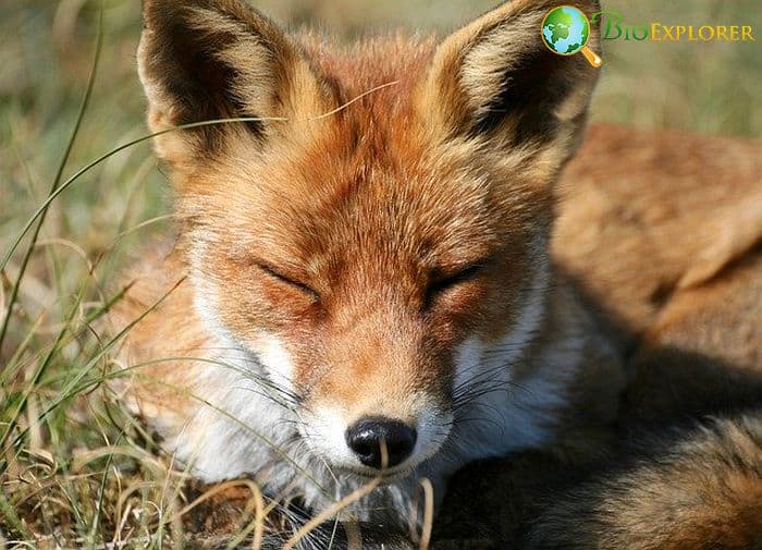 What Do Red Foxes Eat?