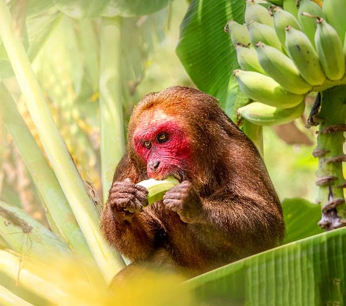 What Do Red Monkeys Eat?