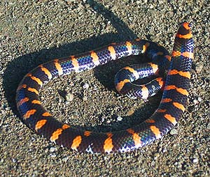 what do red-tailed pipe snakes eat?