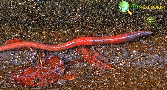 What Do Red Worms Eat