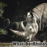 What do rhinos eat?