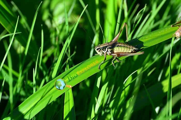 What Do Roesel's Bush-crickets Eat?